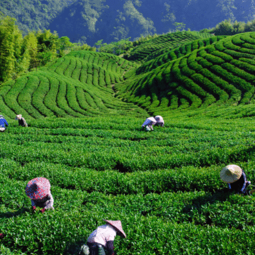 Sourcing of Teas