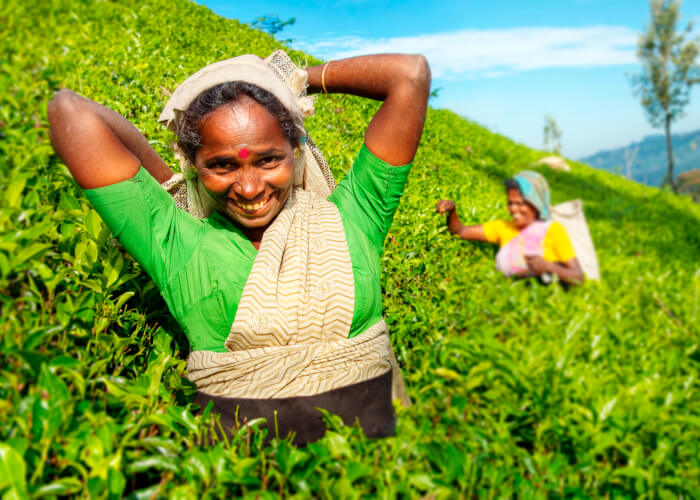 a-group-of-happy-tea-pickers-harvesting-concept