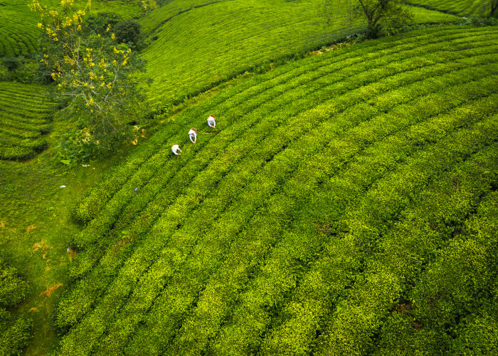 dawn-on-long-coc-tea-hill