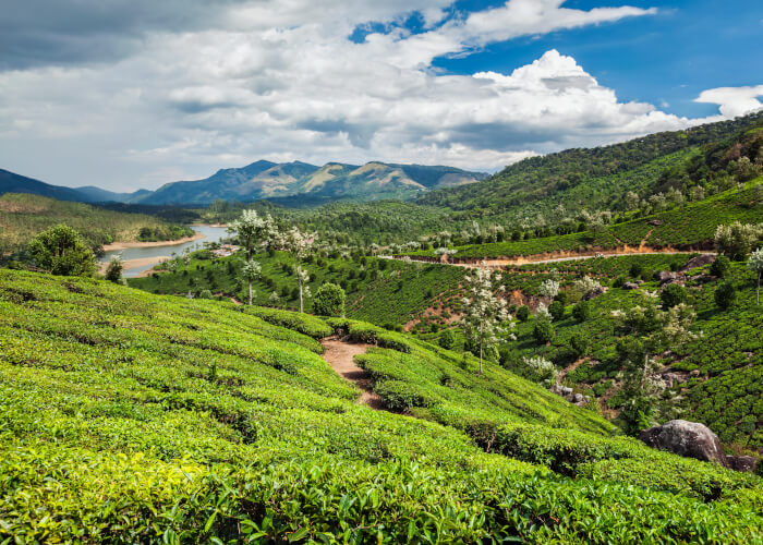 tea-plantations-in-india